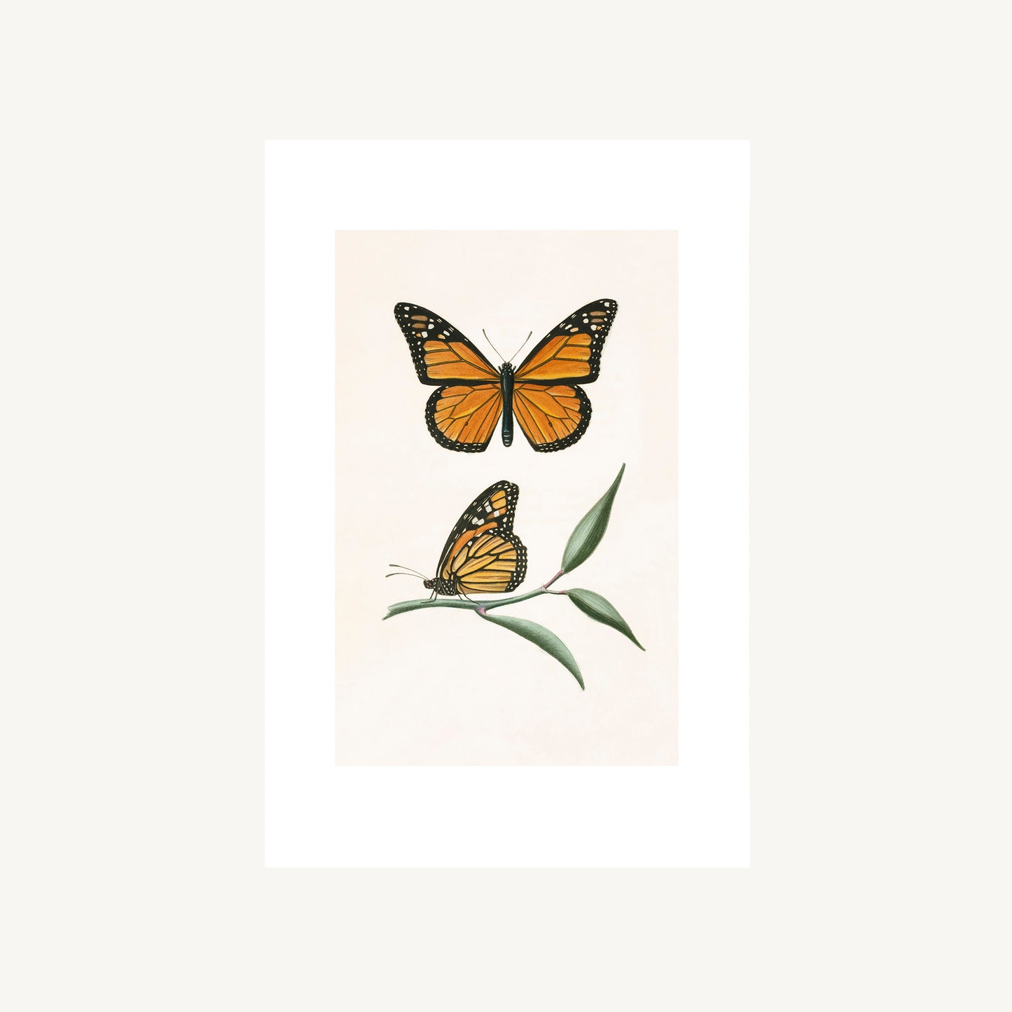 MONARCH BUTTERFLY | Thomas Say, American Entomology