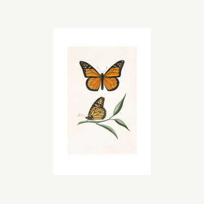 MONARCH BUTTERFLY | Thomas Say, American Entomology
