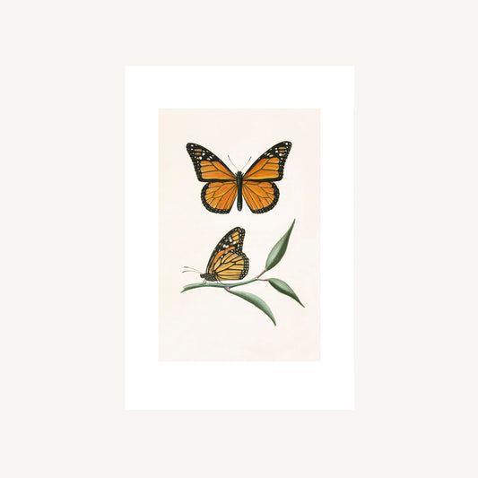 MONARCH BUTTERFLY | Thomas Say, American Entomology