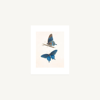 PIPEVINE SWALLOWTAIL  | Thomas Say, American Entomology