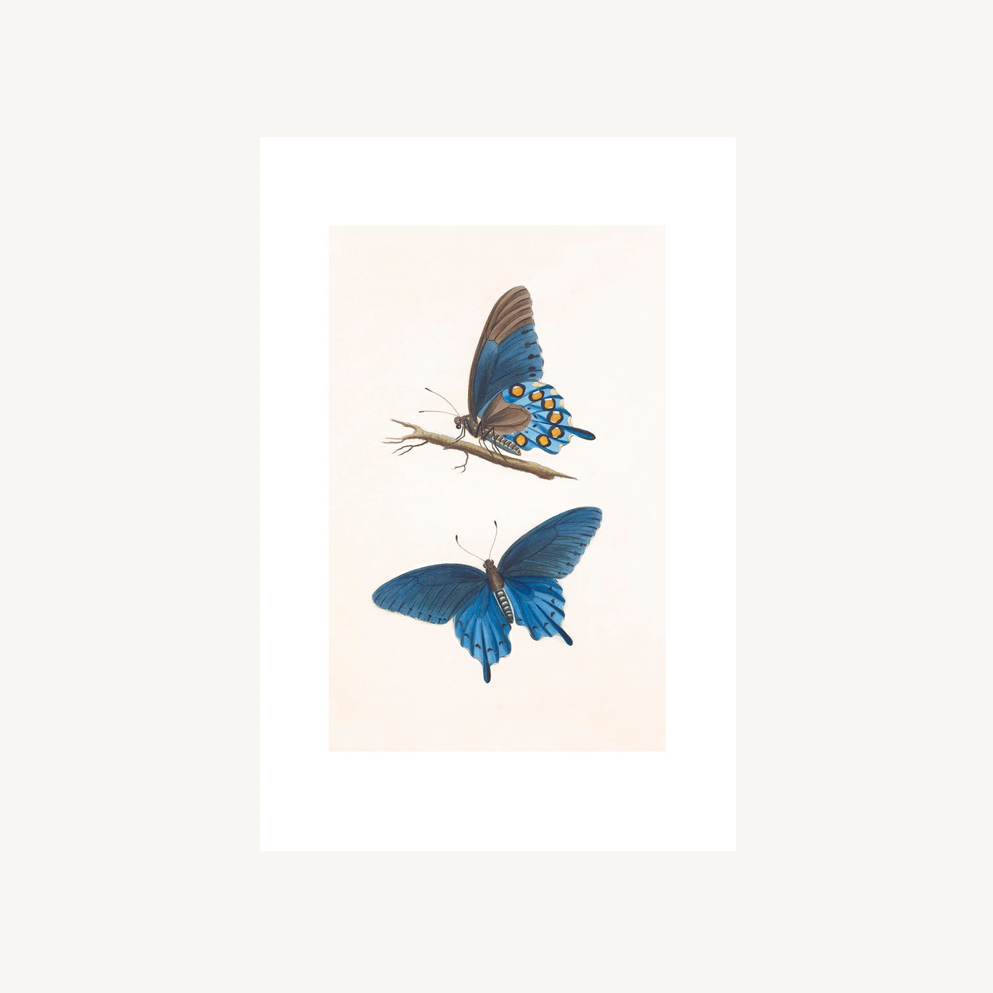 PIPEVINE SWALLOWTAIL  | Thomas Say, American Entomology